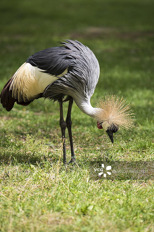 秦皇岛野生动物园图片素材