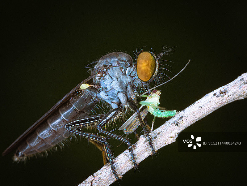 黑色背景下树枝上昆虫的特写镜头图片素材