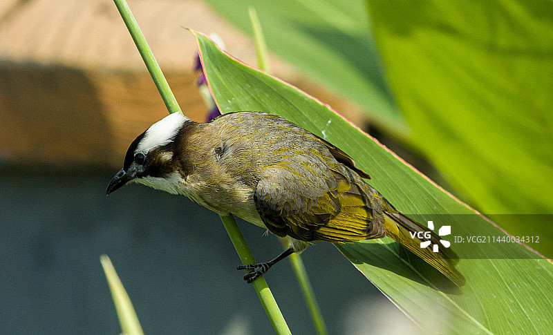 白头鹎鸟图片素材