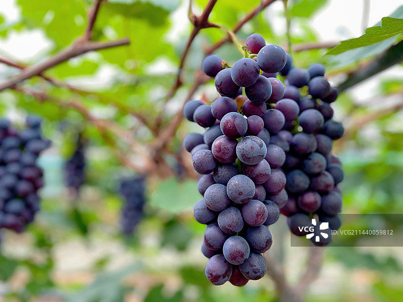 葡萄图片素材