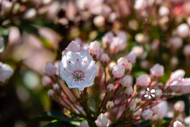 美国石楠 山月桂图片素材
