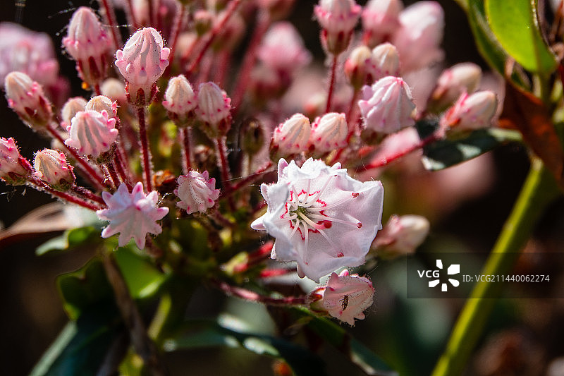 美国石楠 山月桂图片素材