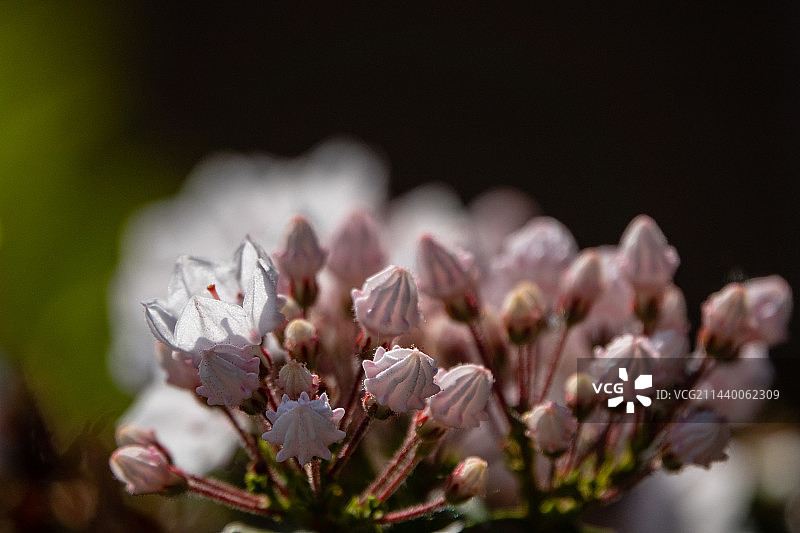 美国石楠 山月桂图片素材