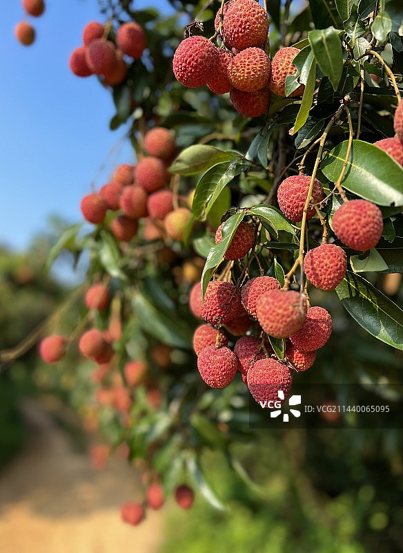 岭南佳果荔枝图片素材