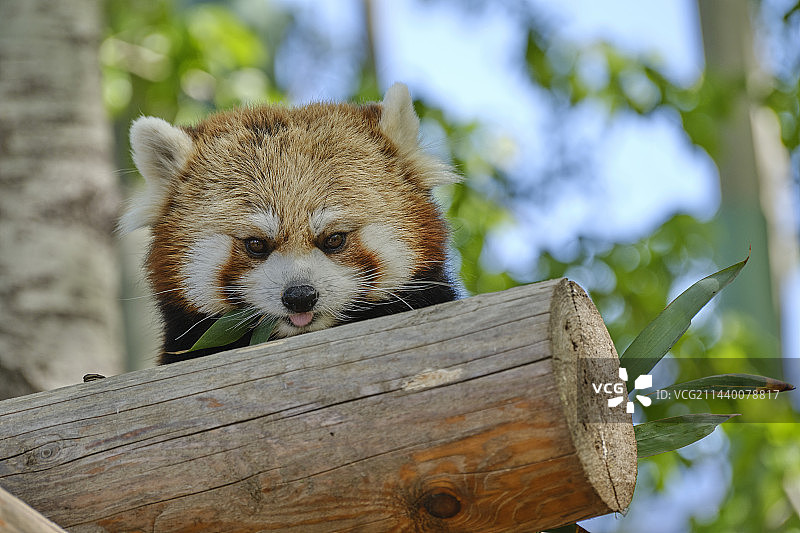 大兴野生动物园图片素材