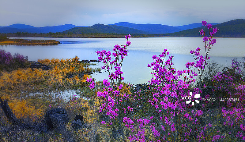 杜鹃花开图片素材