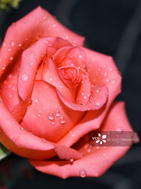 星影玫瑰花图片素材