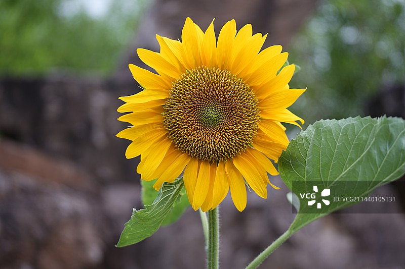 向日葵图片素材