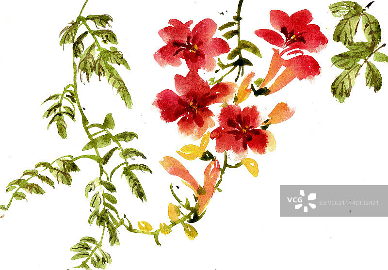 攀援的凌霄花图片素材