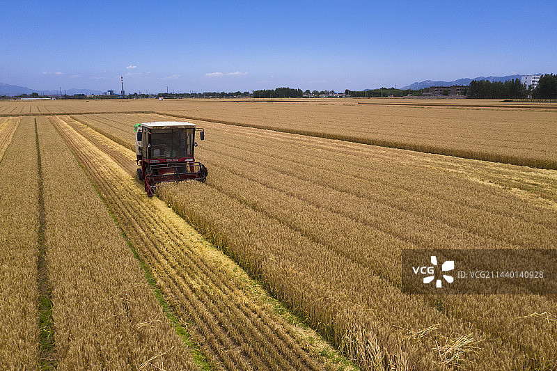 金色田园丰收在望图片素材