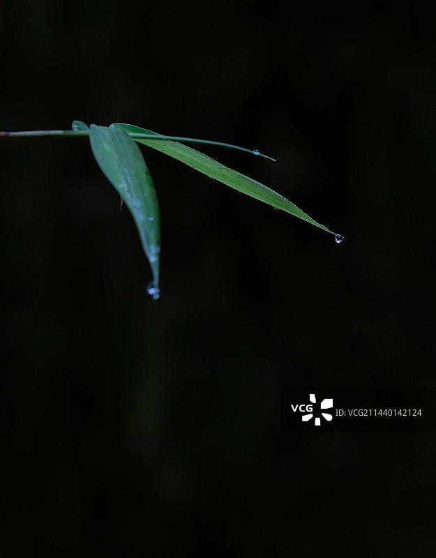 竹子，二十四节气，雨水图片素材