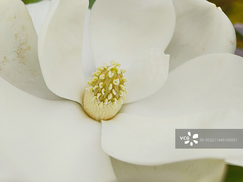 荷花玉兰局部特写图片素材