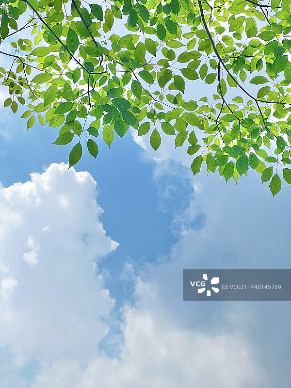 树对天的低角度视图图片素材