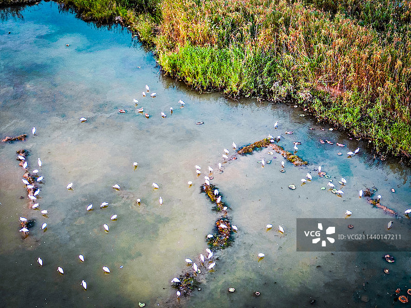 沉湖湿地图片素材