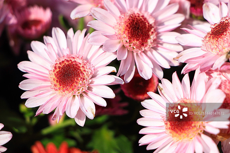 粉色草莓菊图片素材