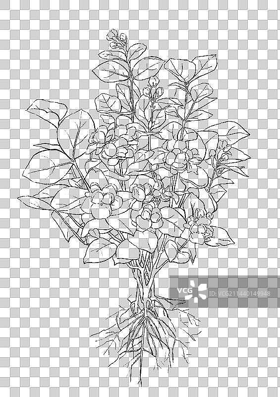 一株茉莉花图片素材