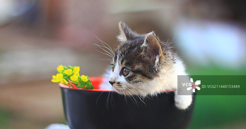 碗里的宠物小猫和花图片素材