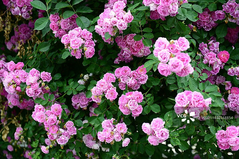 蔷薇花图片素材