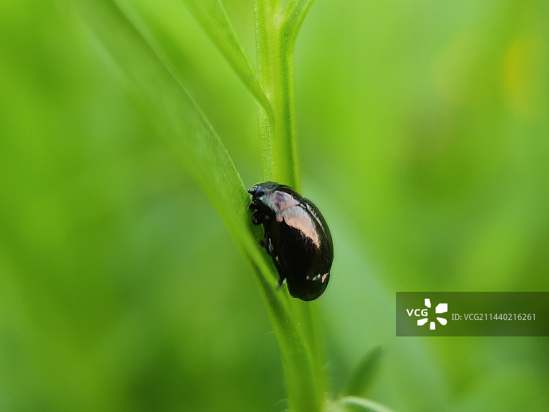 绿叶上金壳叶甲图片素材