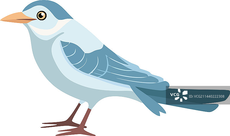 可爱海鸥与蓝色羽毛翅膀图片素材