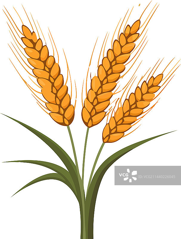象征健康膳食的成熟小麦和大麦图片素材