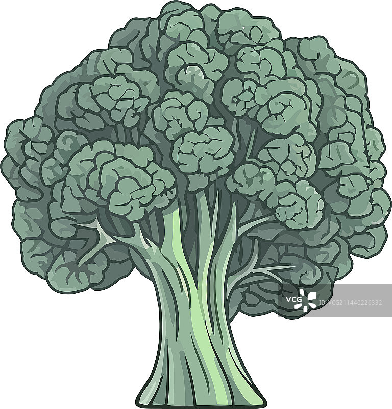 新鲜的绿色西兰花蔬菜叶图片素材