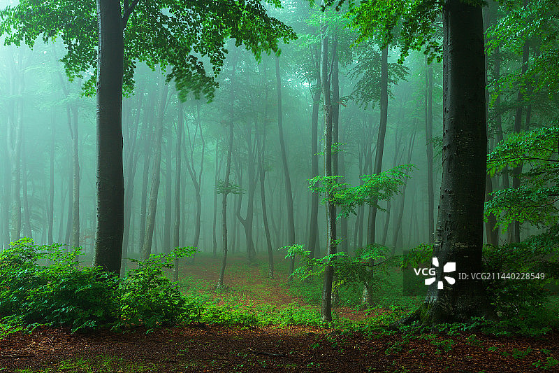 夏天早晨雾气迷漫的迷雾森林图片素材
