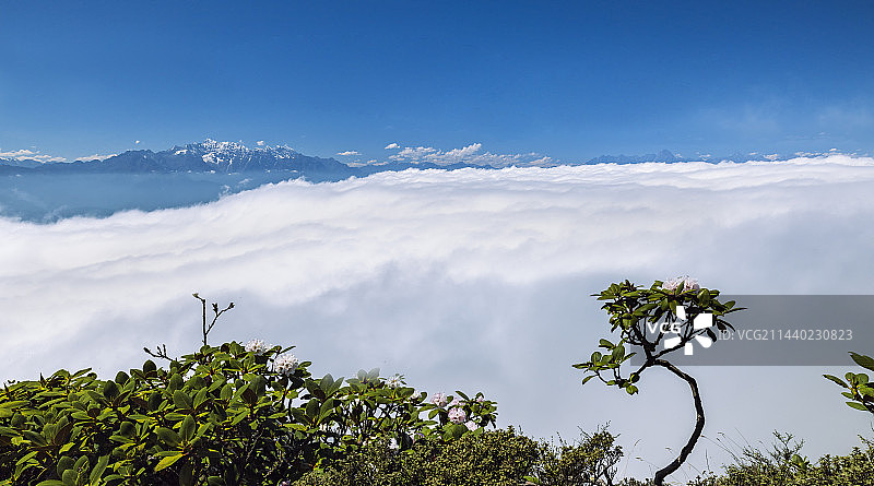 四川雅安牛背山五月盛开的高山杜鹃花图片素材