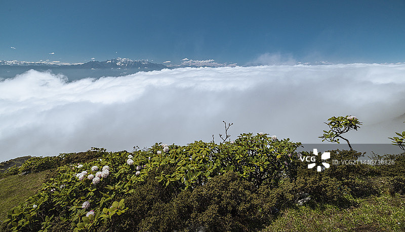 四川雅安牛背山五月盛开的高山杜鹃花图片素材