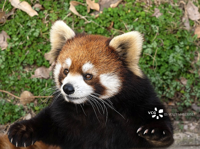 小熊猫图片素材