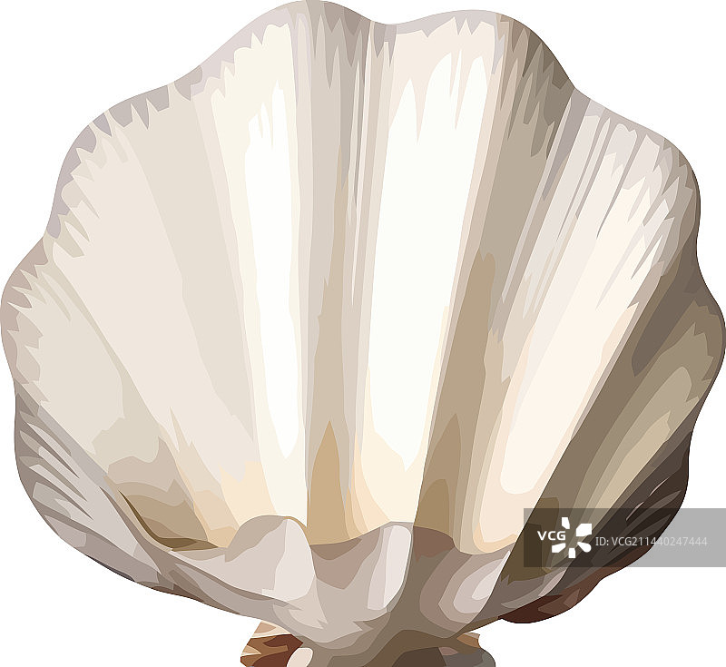 海螺软体动物扇贝装饰图片素材
