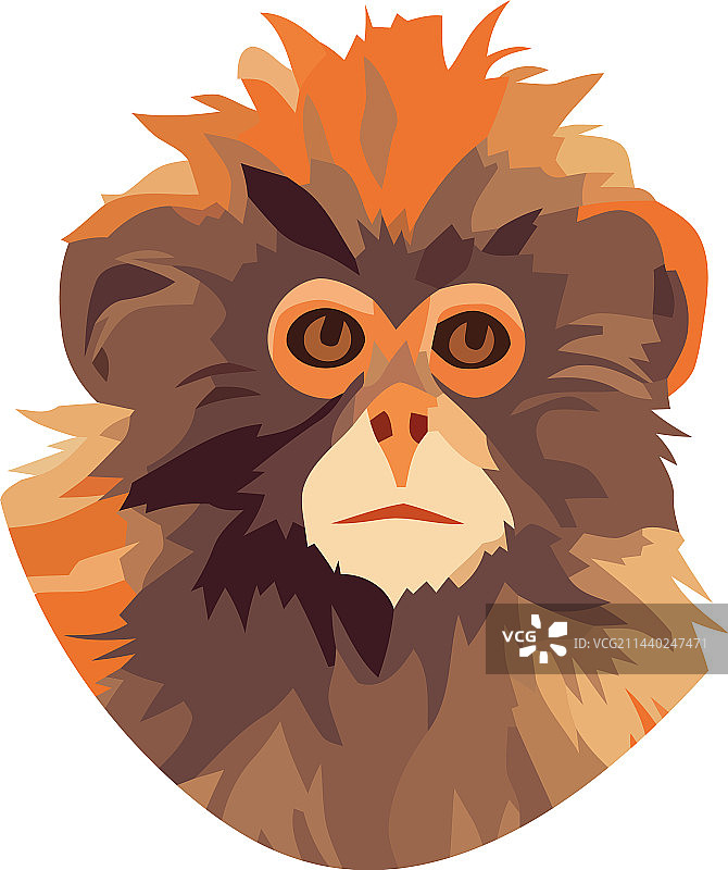 热带雨林中的可爱猴子图片素材