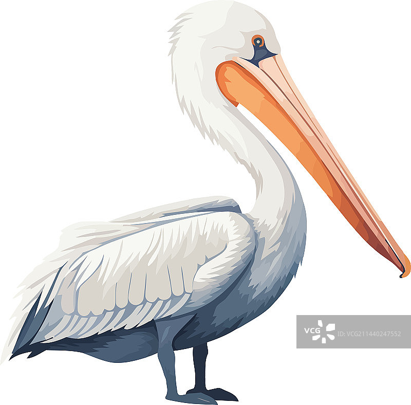 飞越热带蓝色水域的鹈鹕图片素材