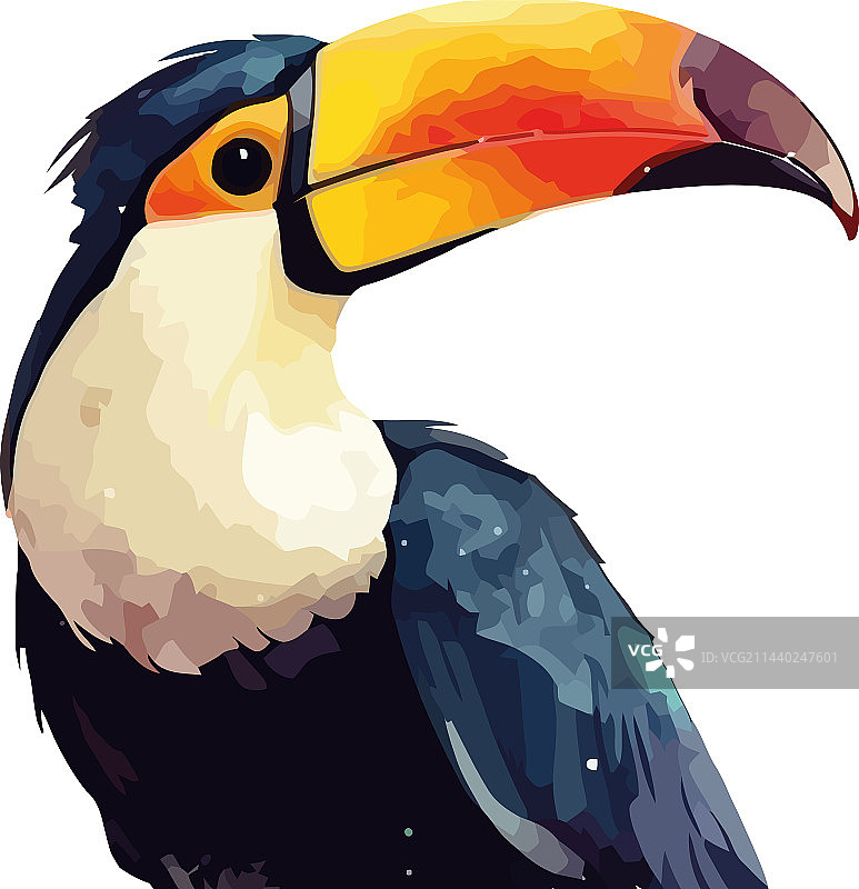 巨嘴鸟彩色羽毛森林飞行图片素材