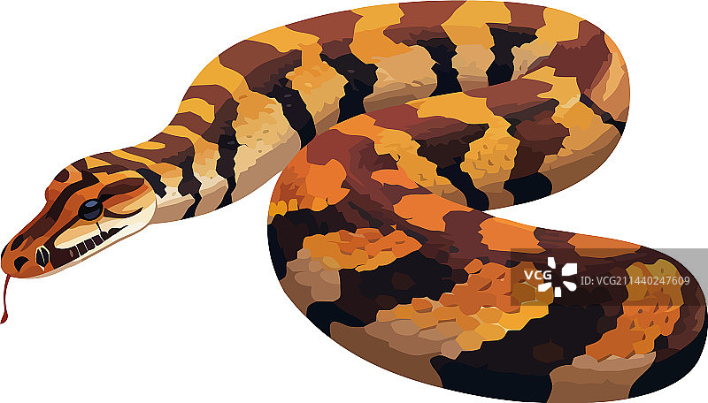 热带雨林中的蝰蛇图片素材