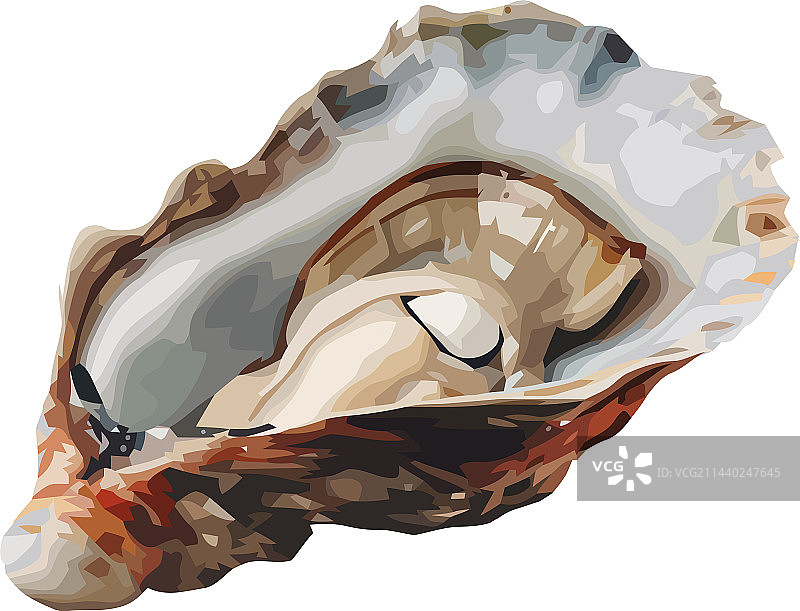 新鲜牡蛎图片素材