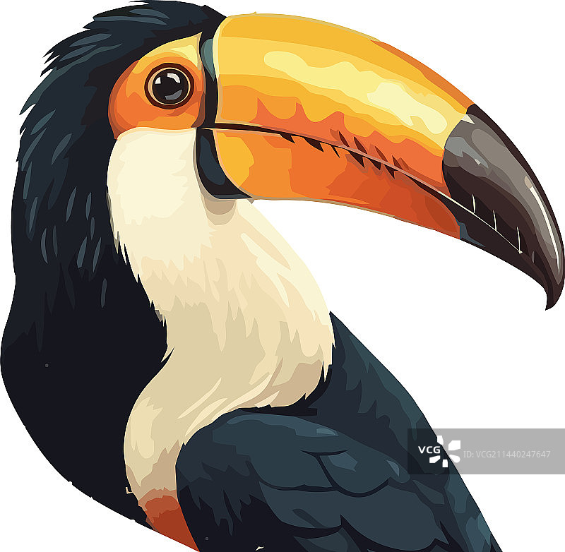 巨嘴鸟在热带雨林中飞翔图片素材