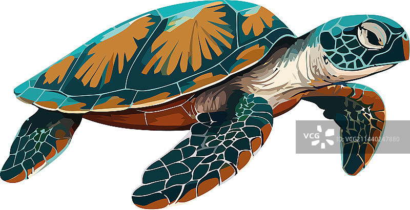 在热带水域中游泳的可爱海龟图片素材