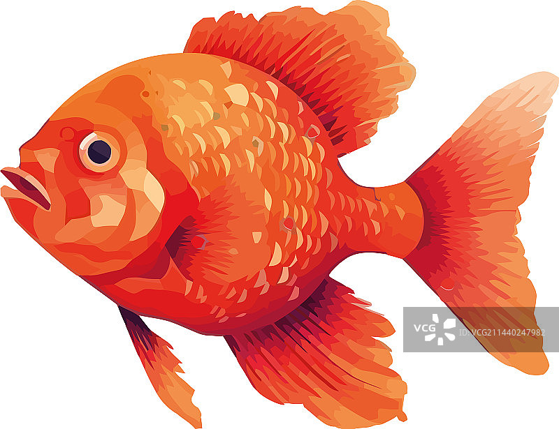 蓝色水中游动的彩色金鱼图片素材