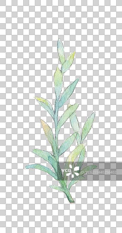 白色背景下水彩手绘植物的特写镜头图片素材