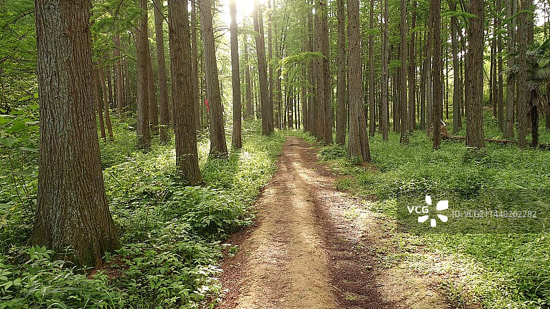 长乐林场图片素材