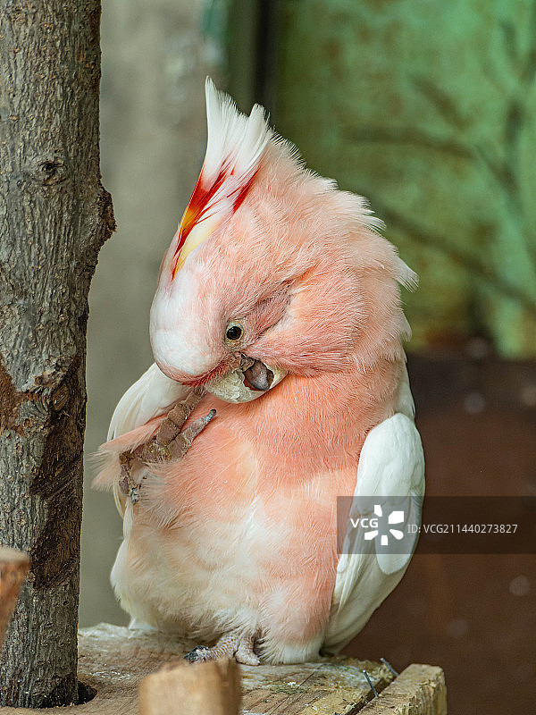 彩冠凤头鹦鹉图片素材