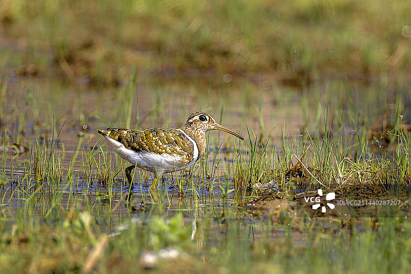 彩鹬（雄）图片素材