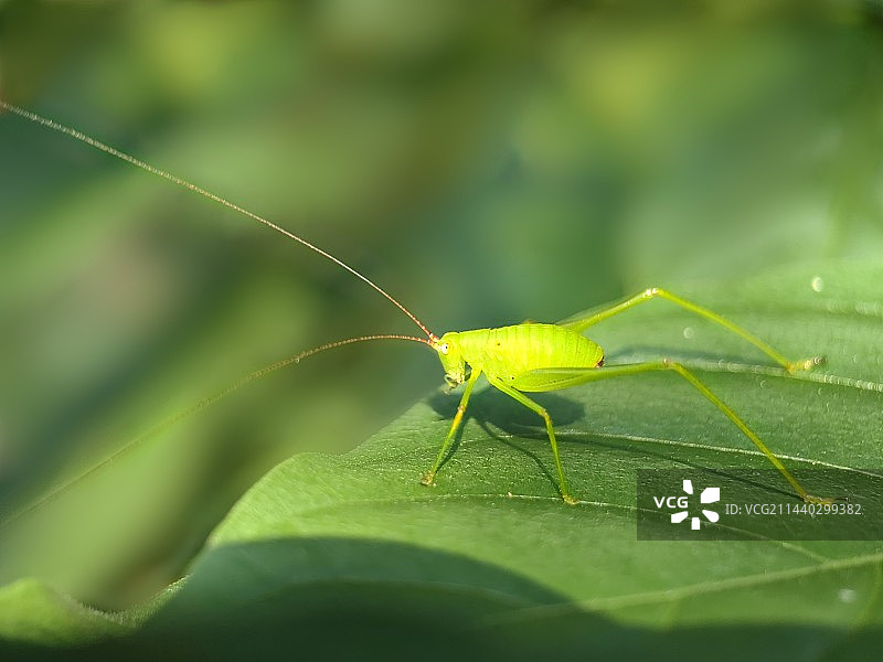 绿螽斯（Phaneropterafalcata Poda）图片素材