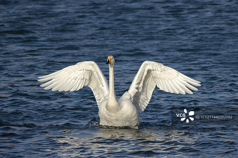 大天鹅展开翅膀的特写图片素材
