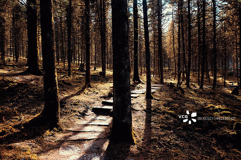 梦幻森林图片素材