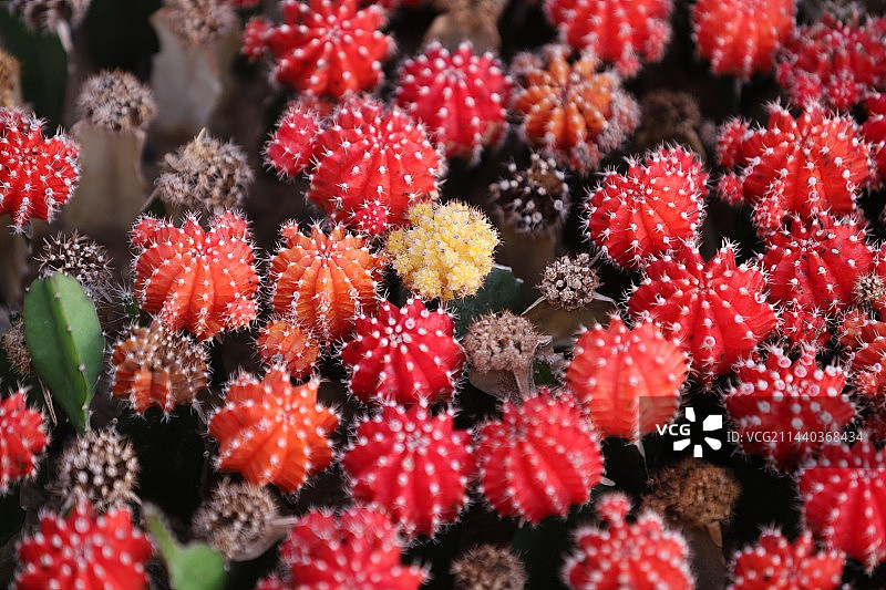 仙人掌图片素材