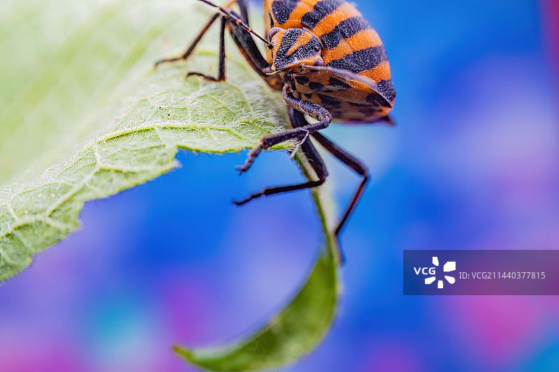 蝽(披着一条条丝带的蝽)图片素材