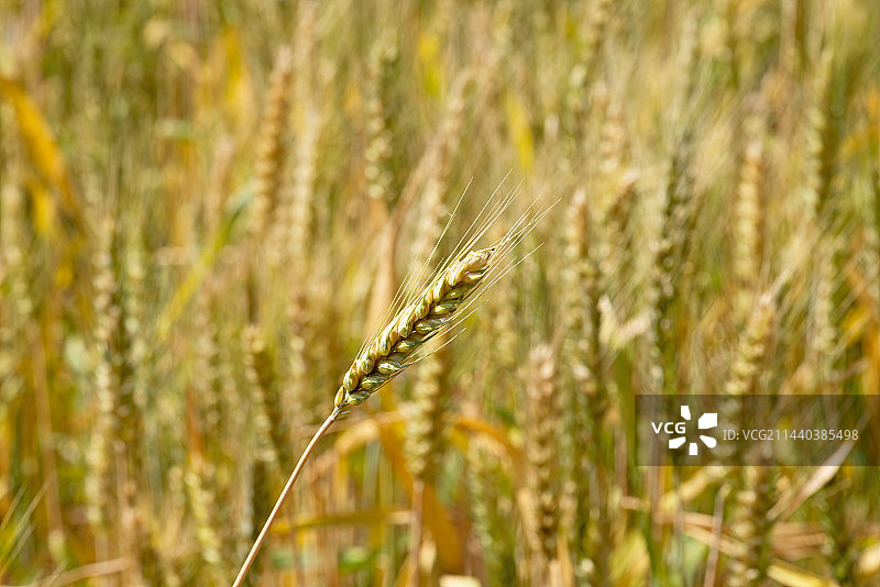即将丰收的麦田图片素材