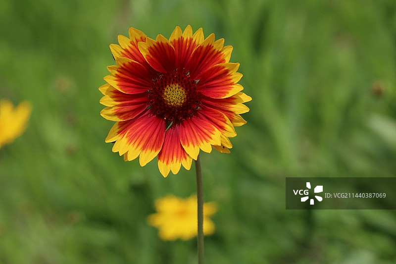 天人菊图片素材